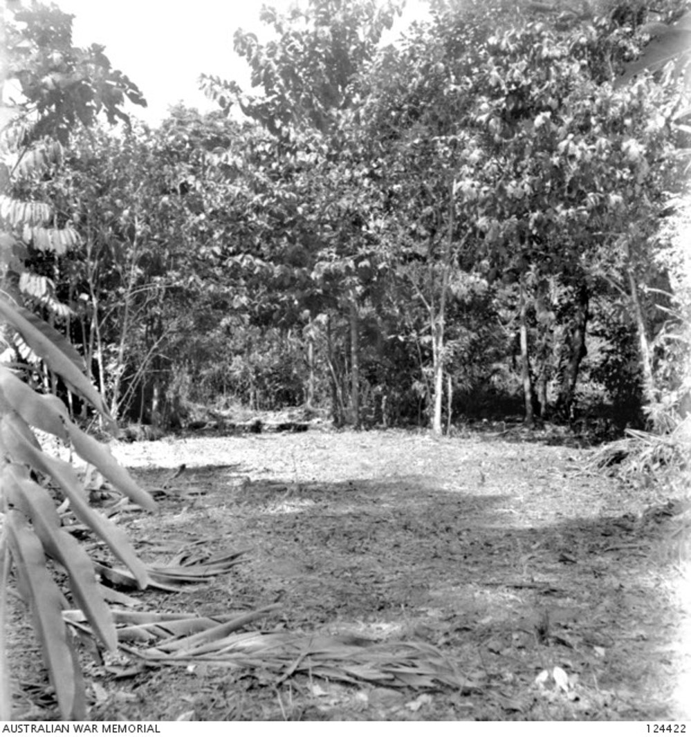 A clearing in a tropical jungle on Laha, Ambon, Indonesia. Various tropical trees line the clearing, as do large blade leafed ferns. Some ferns litter the grass clearing.
