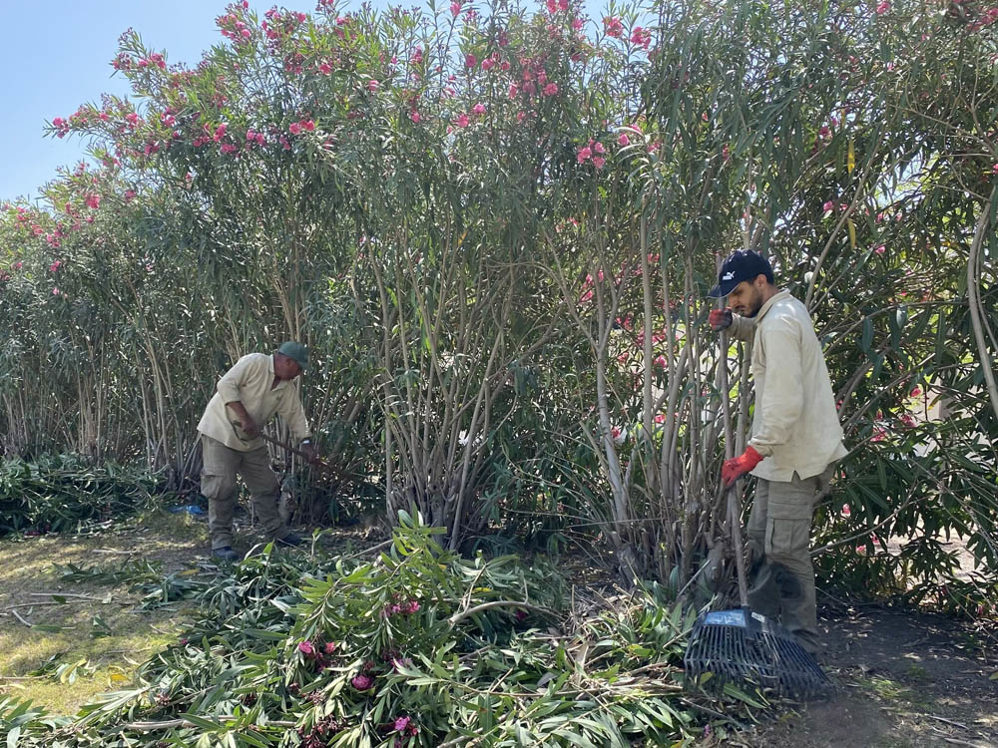 Workers pile up foliage and greenery at Hadra War Cemetery, Alexandria
