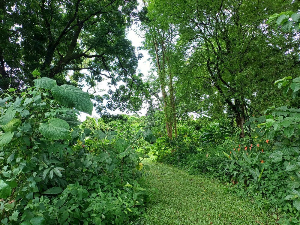 Woodland section of Ambon War Cemetery showing a variety of intensely green and verdant plantlife.