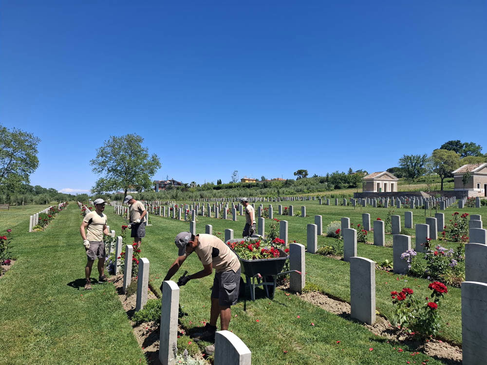 CWGC Gardeners inspecting borders and working to trim them. A load of roses and stems are placed in a wheelbarrow behind the workers.