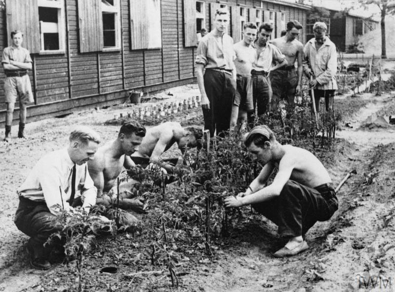 POWs tending to a small patch of land in the confines of a prisoner of war camp sometime in the mid-1940s