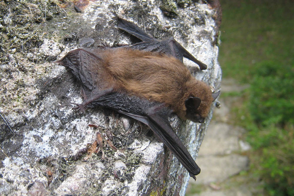 Brown pippistrelle bat on a piece of masonry.