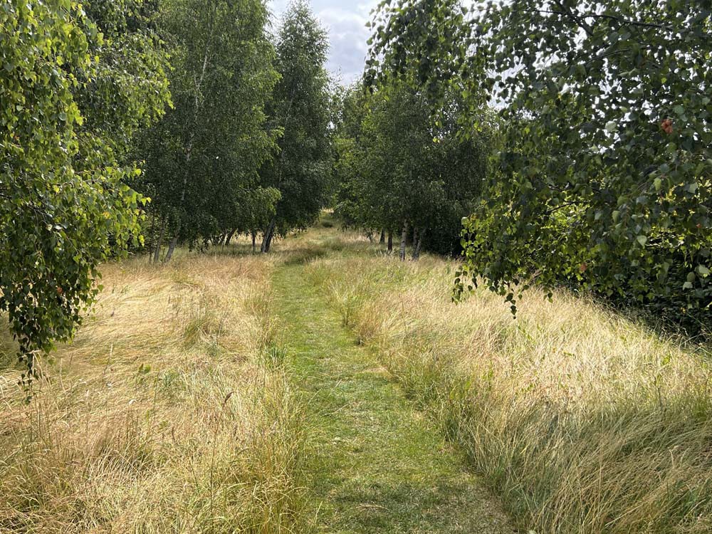 A green mowed footpath winds through longer grass beneath a variety of tall trees.