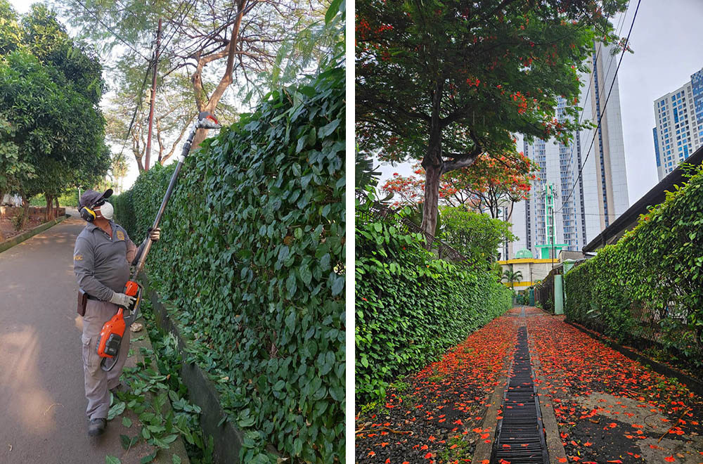 Left: a CWGC gardener in a cap, mask and ear defenders uses a strimmer to trim a large hedge; right: red blossoms and leaves fall in an alley between two green hedges in the entryway to Jakarta War Cemetery.