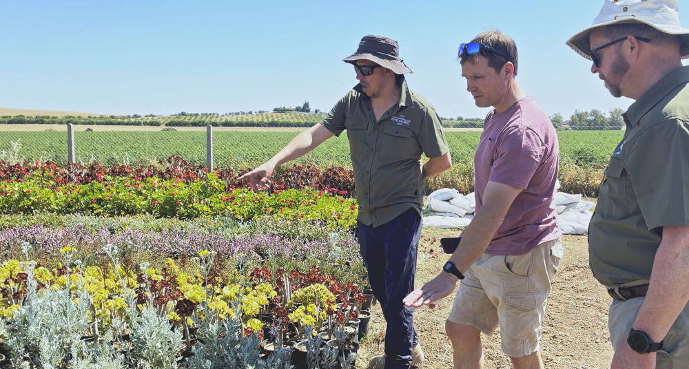 CWGC gardeners and lanners examining plants for Medjez-El-Bab War Cemetery.