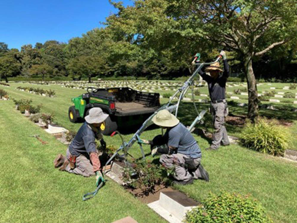 A group of CWGC gardeners using a long tool to treat borders within Yokohama War Cemetery.