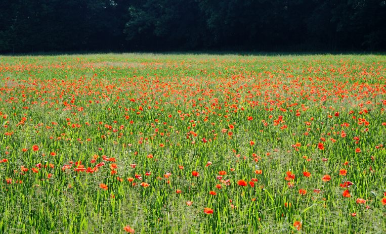 Appeal for Relatives - 3 December 2019