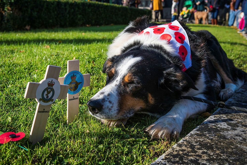 A sleepy St Bernard dog wearing a white and red poppy bandana snoozes next to two small wooden crosses.