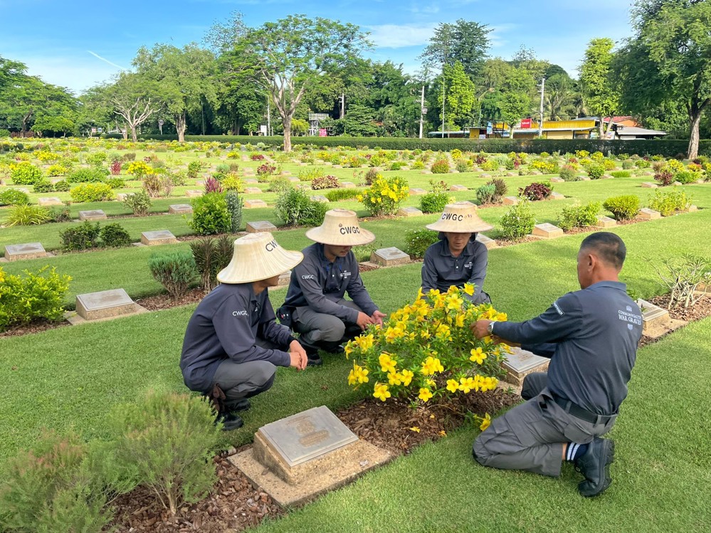 Staff at Chungkai War Cemetery inspecting a plant with bright yellow flowers planted in a border around a CWGC headstone plaque.