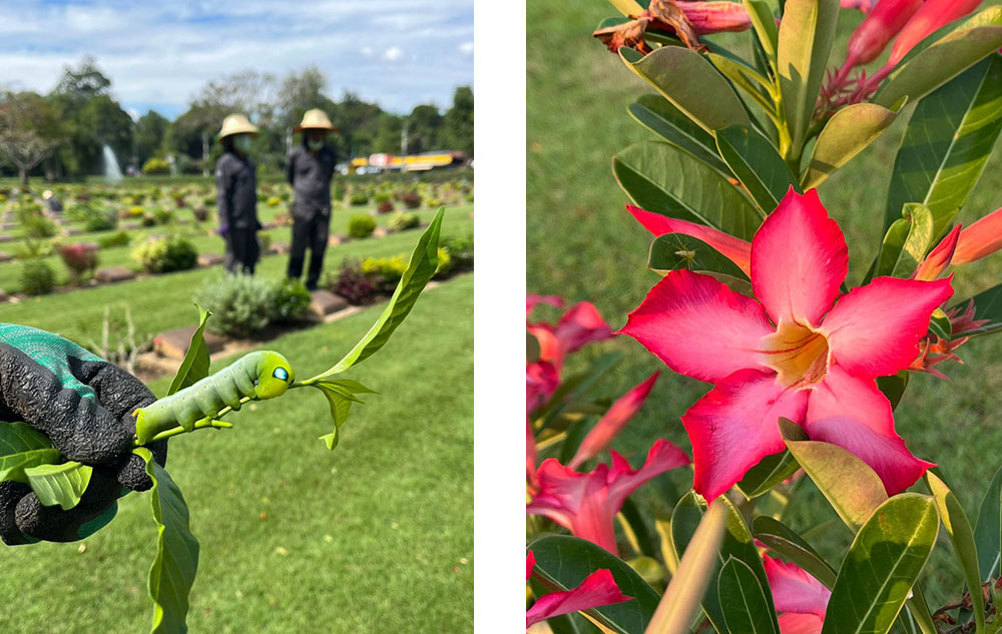 Image left to right: left shows a close up of a green caterpliiar with bright blue eye markings being held up by a CWGC gardener; image right shows a bright pink fuscia flower