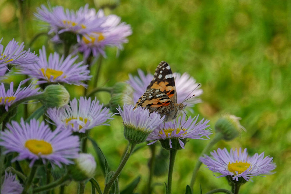 A butterfly lies on an open faced purple and yellow flower.