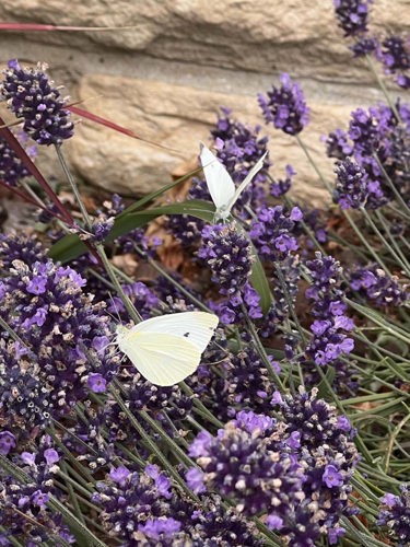 Creamy white butterflies sat upon purple flowers next to a brick wall in a CWGC cemetery.