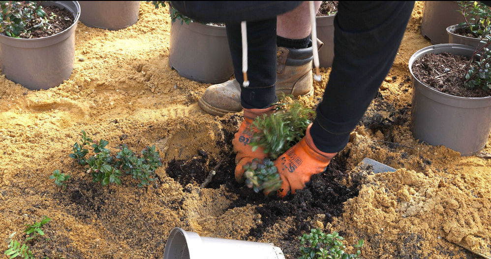 Close up of a person wearing bright orange gloves planting small shrubs in sandy soil