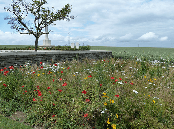 CWGF Wildflower seed mix available at your local garden centre