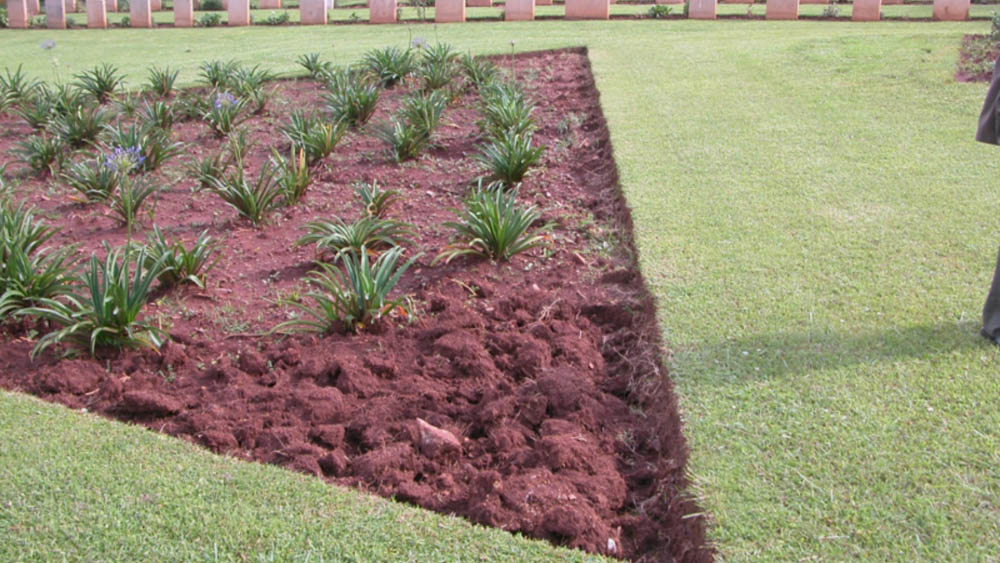 Close up of red soil in plant border at Addis Ababa War Cemetery. Lots of spiky green plants are growing from the oddly red clay soil.