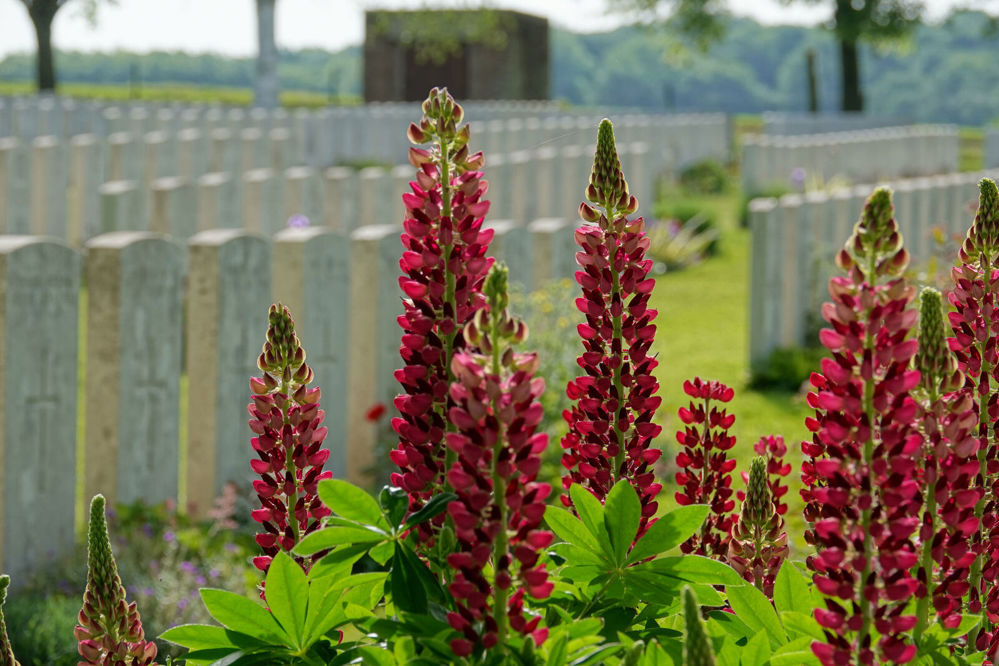 Red flowering plants ahead of CWGC headstones.