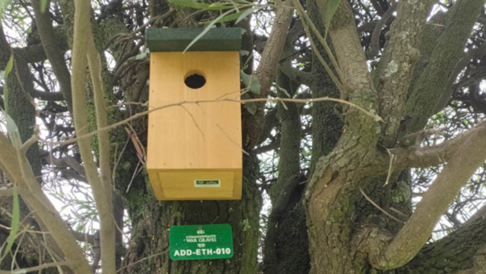 A bird box installed in a knotty branched tree at Addis Ababa War Cemetery.