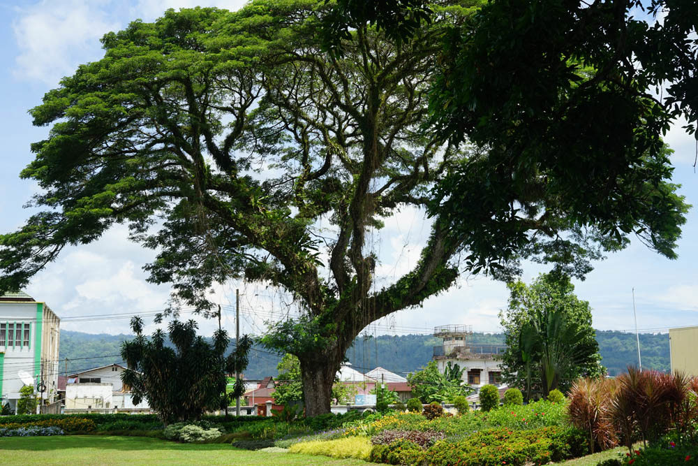 Rain tree at Ambon War Cemetery