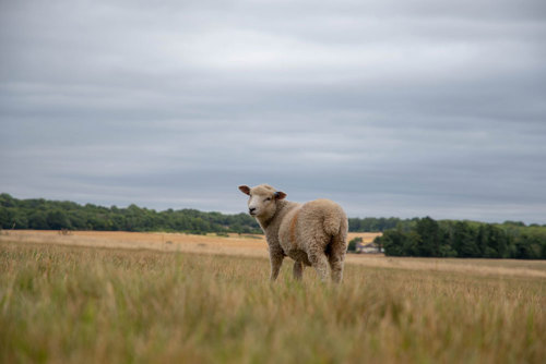 A sheep standing on Salisbury Plain