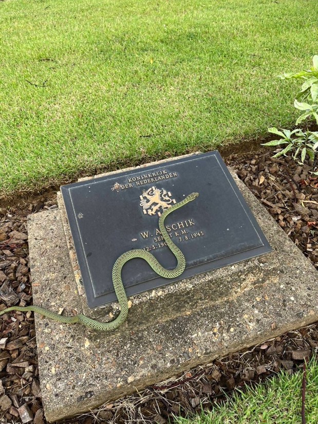 A golden tree snake sitting atop the headstone plaque of a Dutch soldier at Chungkai War Cemetery.