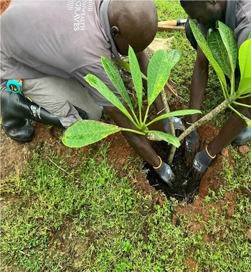 Men planting a tree in CWGC Freetown King Tom Cemetery.