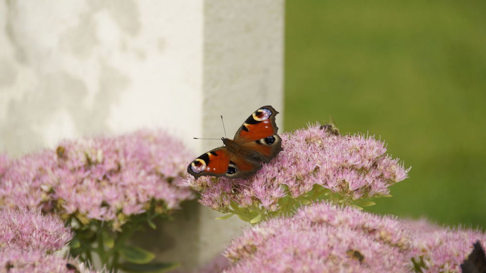 Colourful butterfly sits atop pink flowering plants next to a cwgc headstone