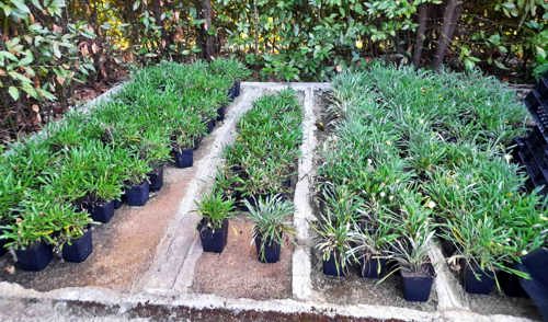 Pots of plants in a row