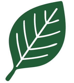 39k trees -  Beech leaf