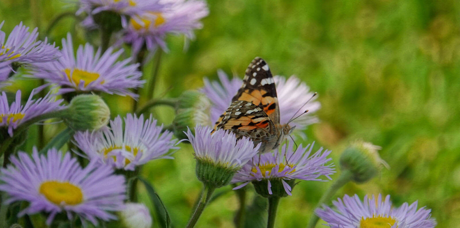 Why Planting and Maintenance Practices Are Adapting