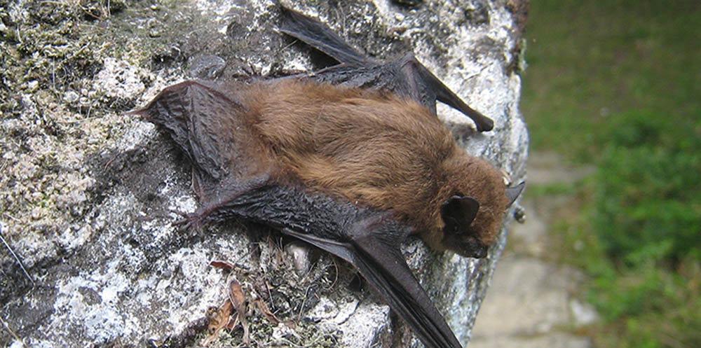 Celebrating Our Commitment to Biodiversity: A Special Encounter with Pipistrelle Bats
