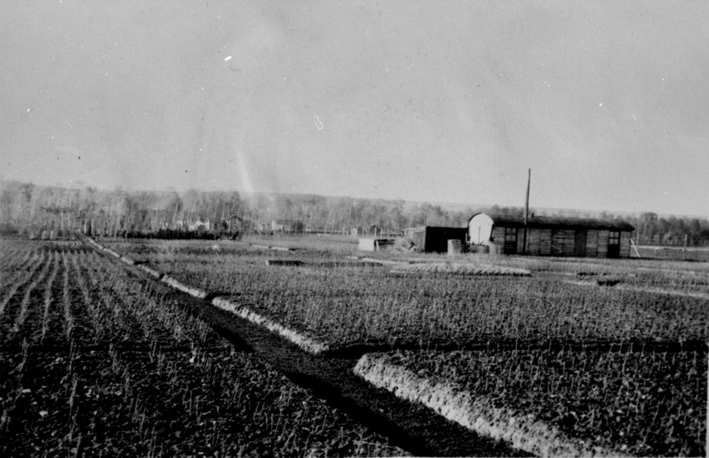 Wide shot of plants being cultivated in a nursery.