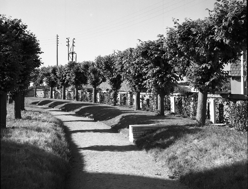 Ranville Churchyard showing a row of CWGC headstones beneath a row of trees.