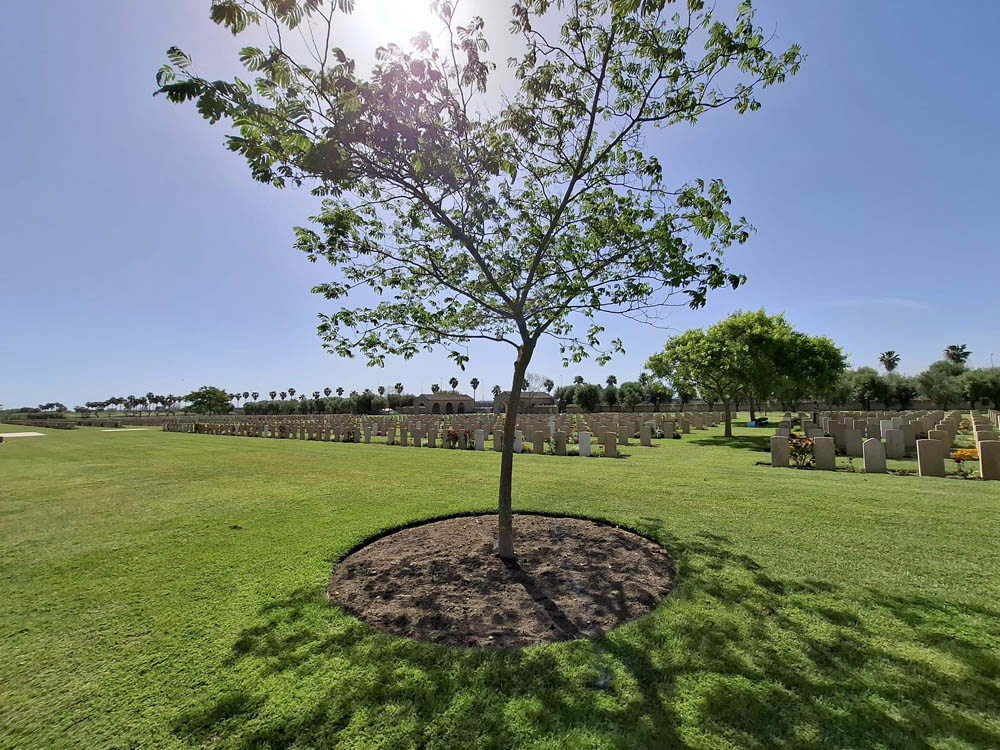 A lone thin tree stands under a shining sun and clear blue sky ahead of headstone rows at Catania War Cemetery